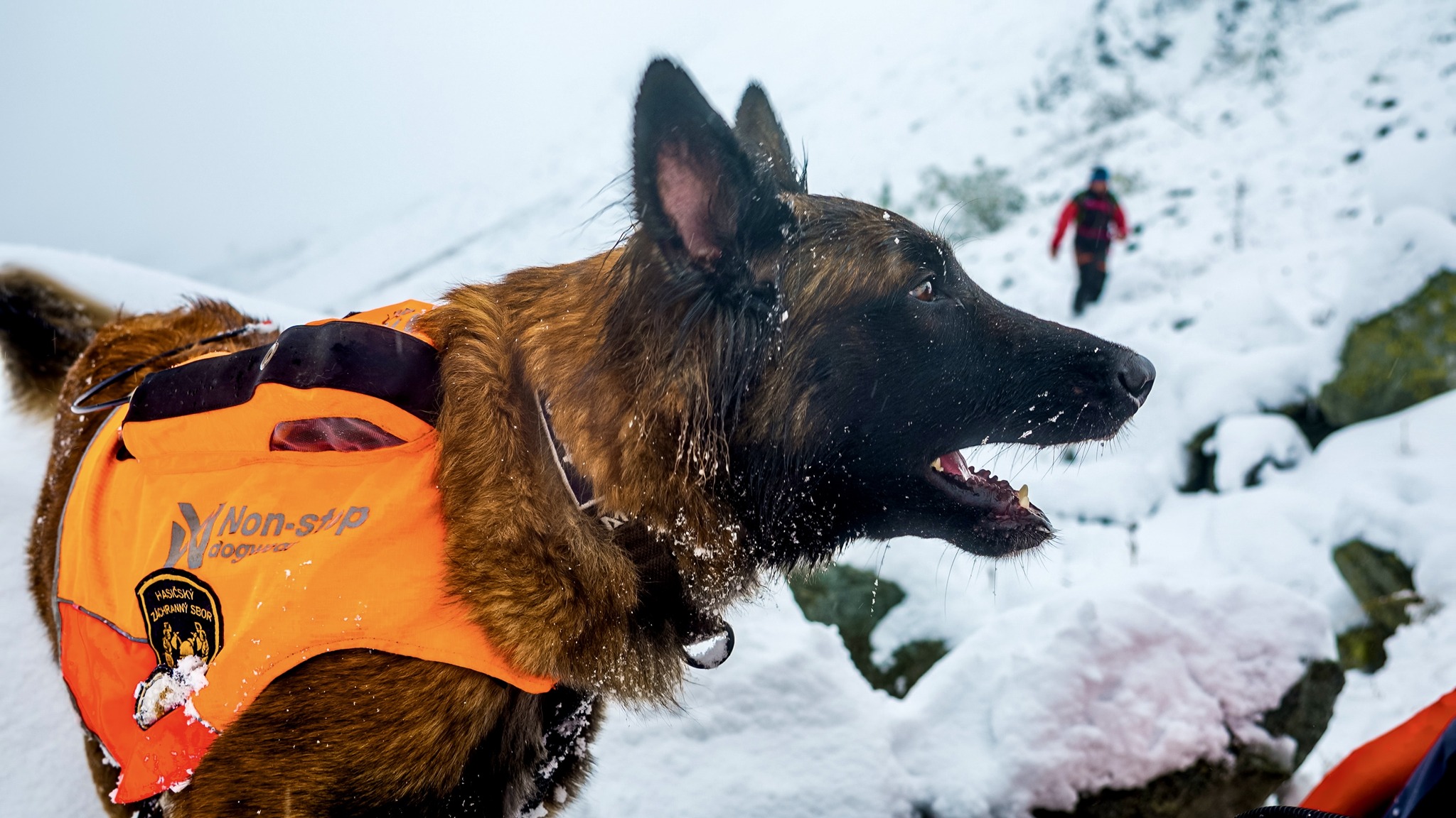 kynologicka rallye memorial stefana zavackeho 